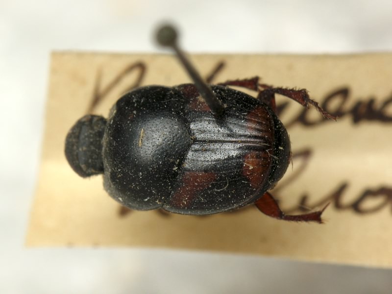 Caccobius schreberi (Linnaeus, 1767)